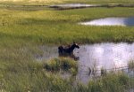 Moose in the water