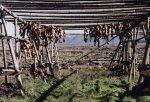 Dried fish